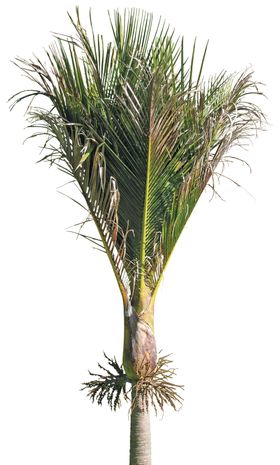 免扣植物素材