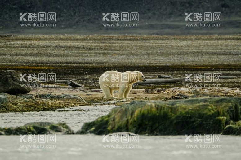 编号：71123011251741184371【酷图网】源文件下载-北极熊