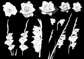 花卉素描