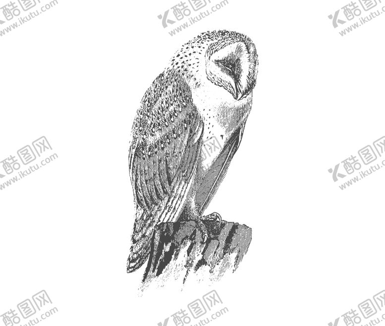 编号：85146609251901001203【酷图网】源文件下载-鸟类鸭子素材绘画