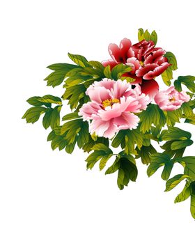 牡丹花