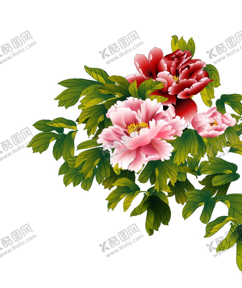 编号：13507205101418354453【酷图网】源文件下载-牡丹花