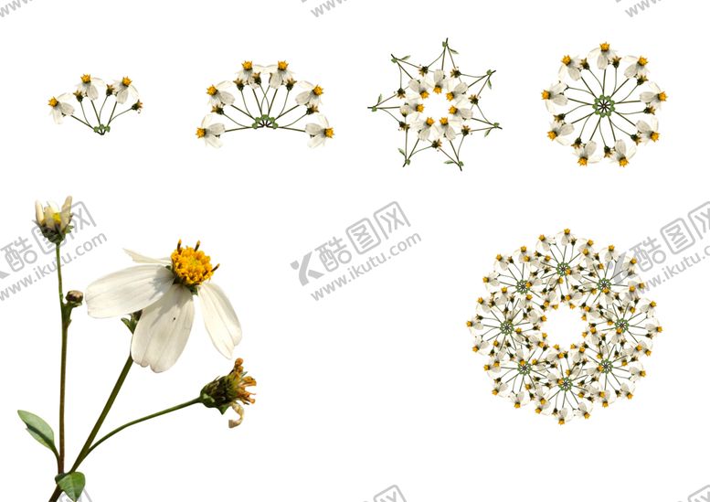 编号：61604309120241123951【酷图网】源文件下载-花卉素材