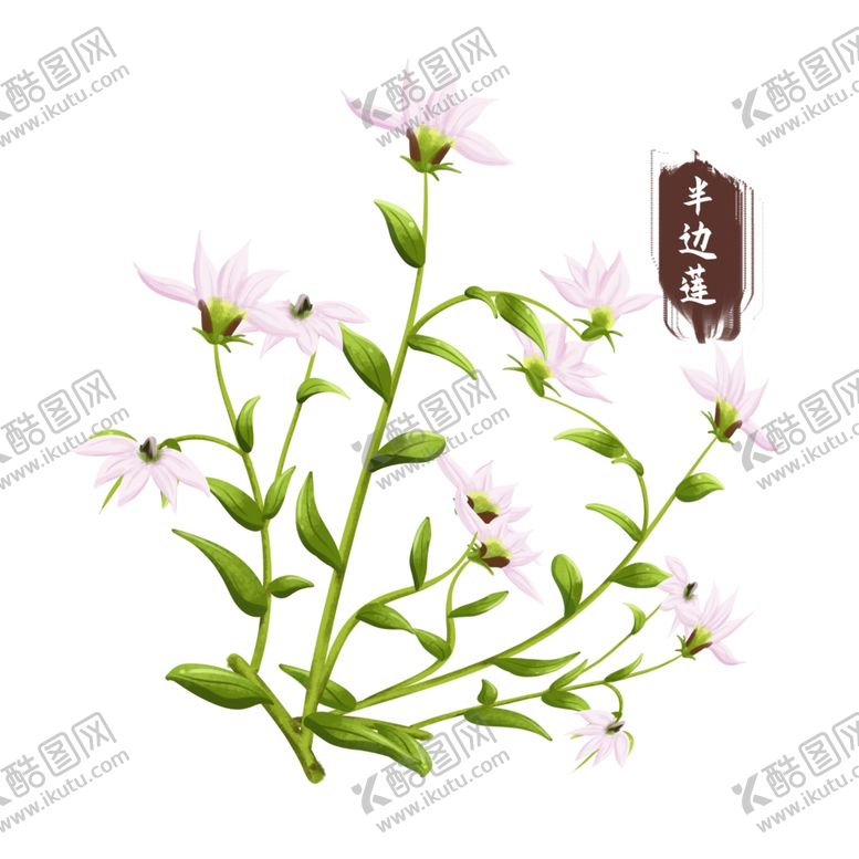 编号：69641701271409438393【酷图网】源文件下载-中药手绘插画