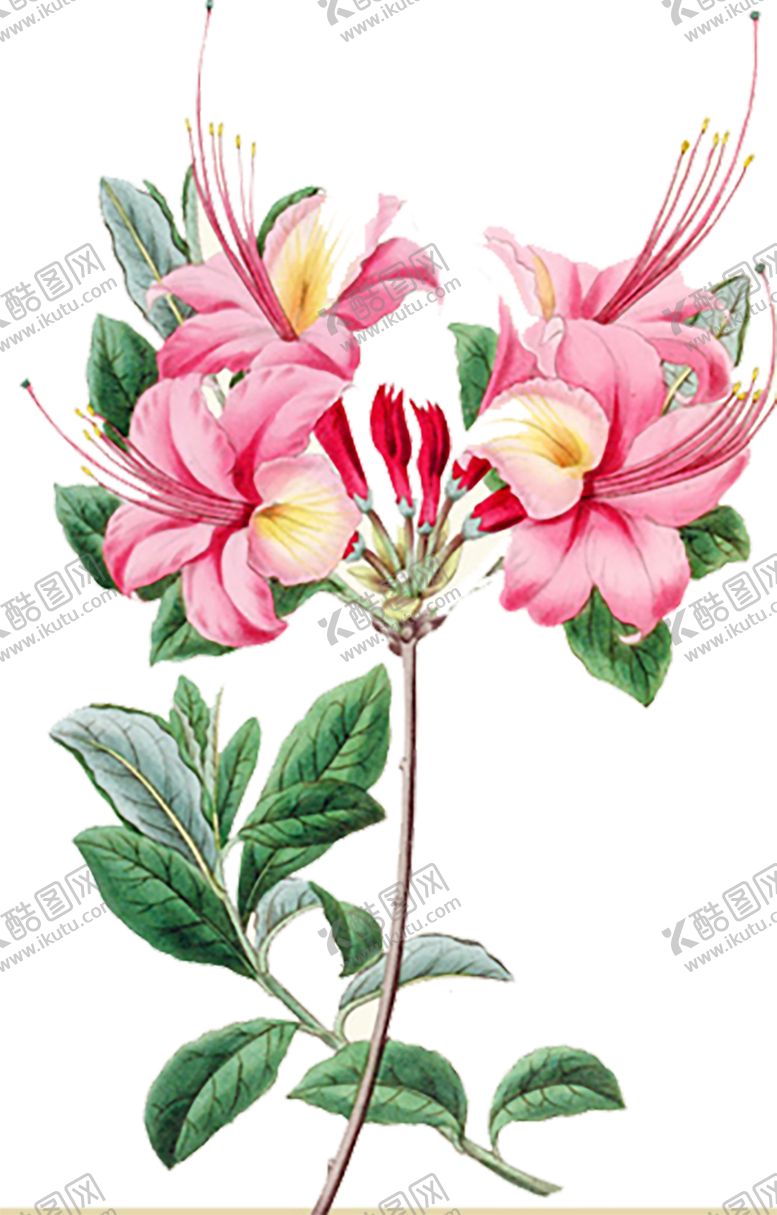 编号：28145609191918475423【酷图网】源文件下载-绿色装饰