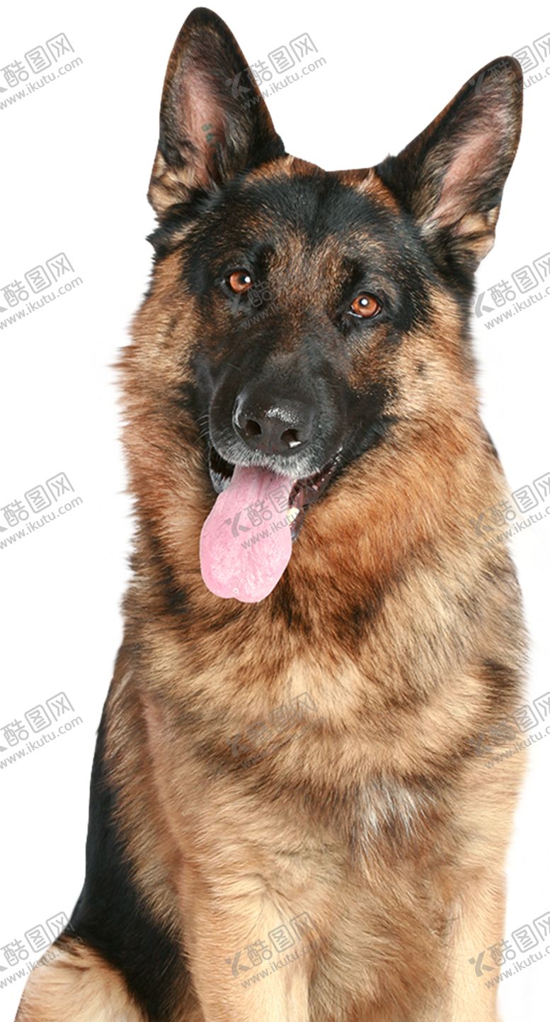 编号：92424604071411506829【酷图网】源文件下载-牧羊犬