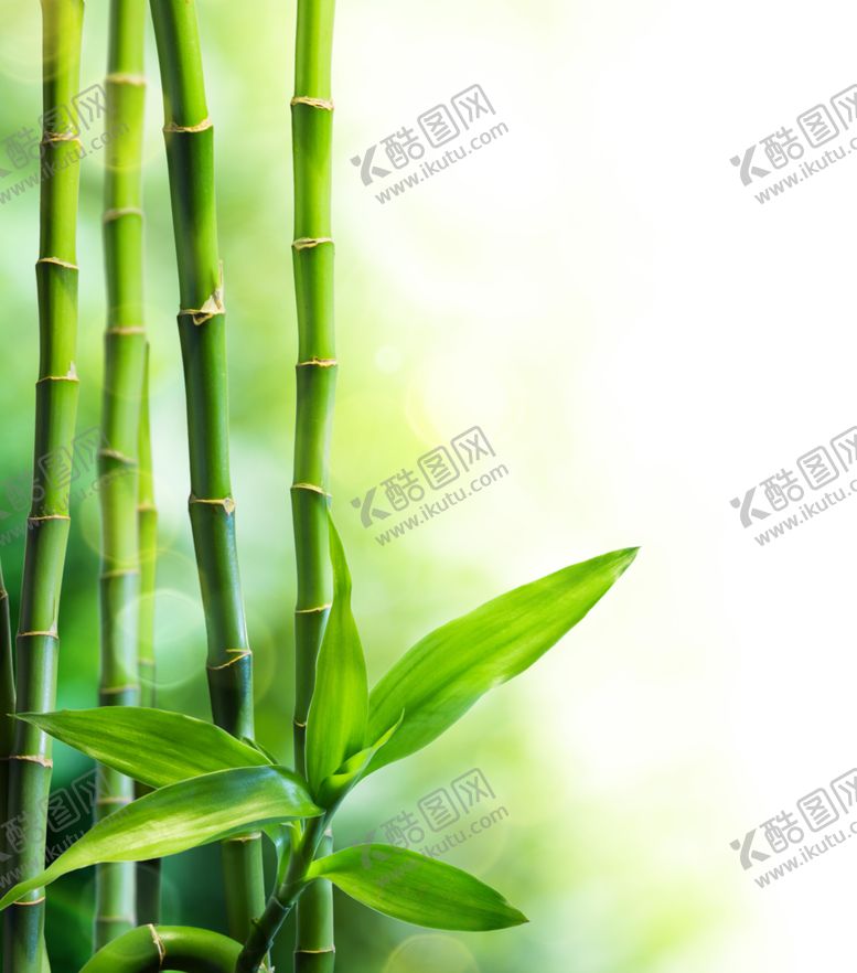 编号：63556709130957064124【酷图网】源文件下载-竹子