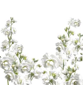 鲜花边框