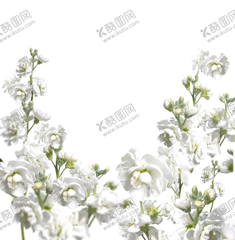 编号：55594104281504058918【酷图网】源文件下载-鲜花边框