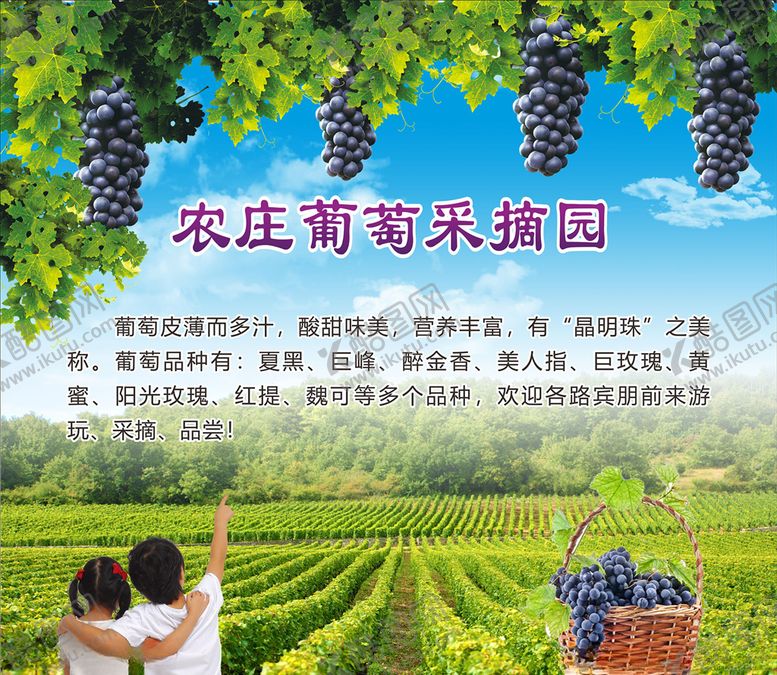 编号：32846709210347162920【酷图网】源文件下载-葡萄