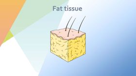脂肪组织