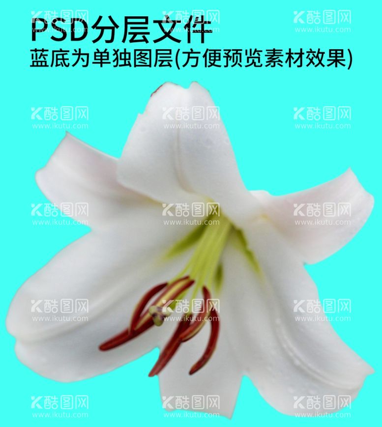 编号：64065111271125373566【酷图网】源文件下载-鲜花花朵png免扣素材