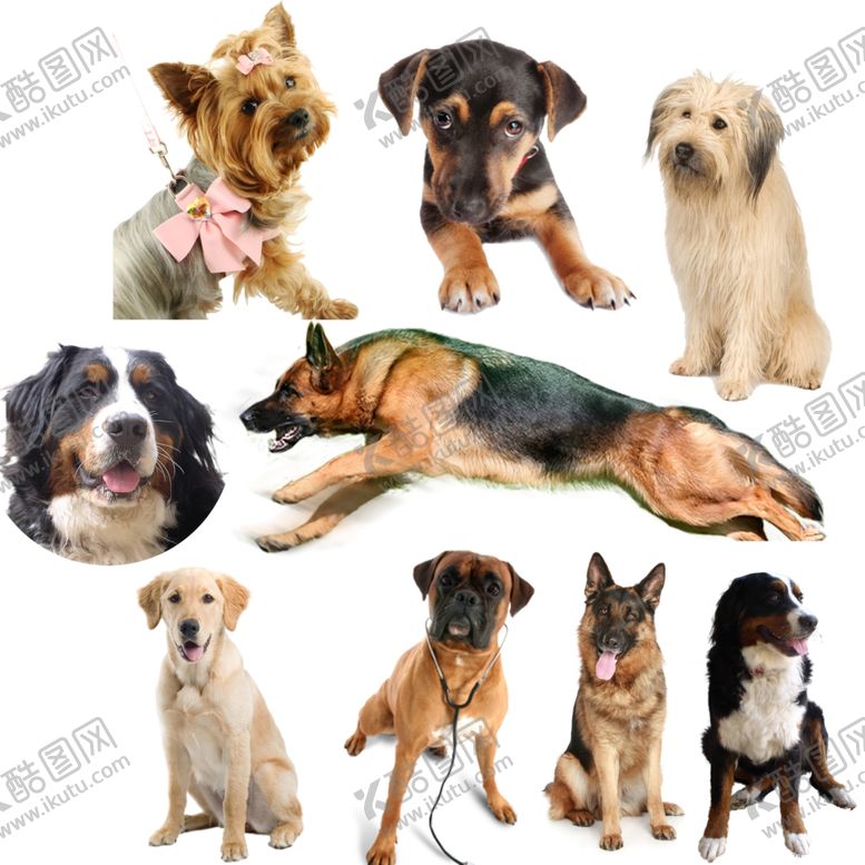 编号：45336909210610102643【酷图网】源文件下载-狗png免扣图片