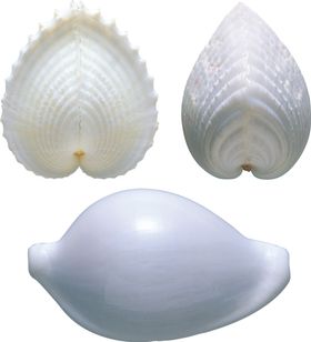 海螺