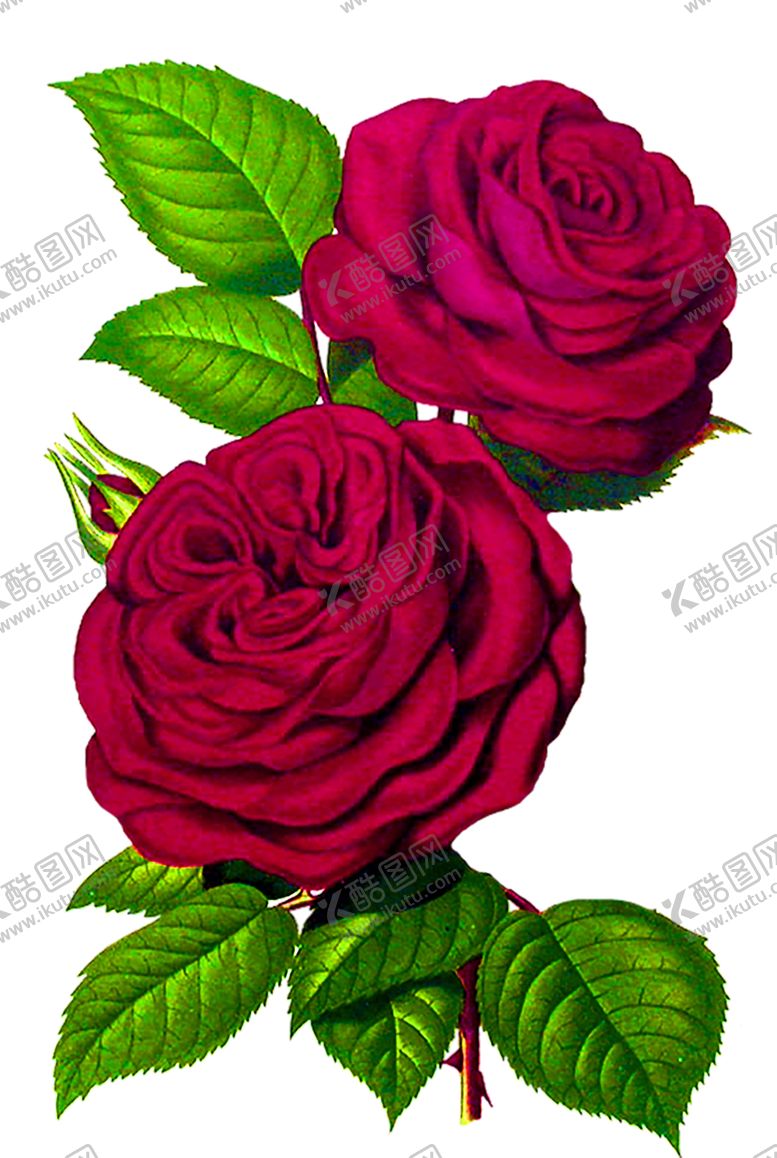 编号：69820410261215222489【酷图网】源文件下载-鲜花装饰