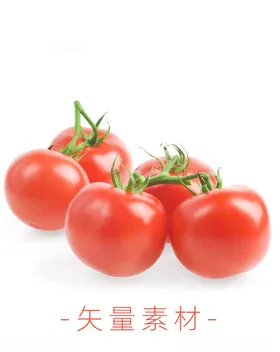 番茄西红柿