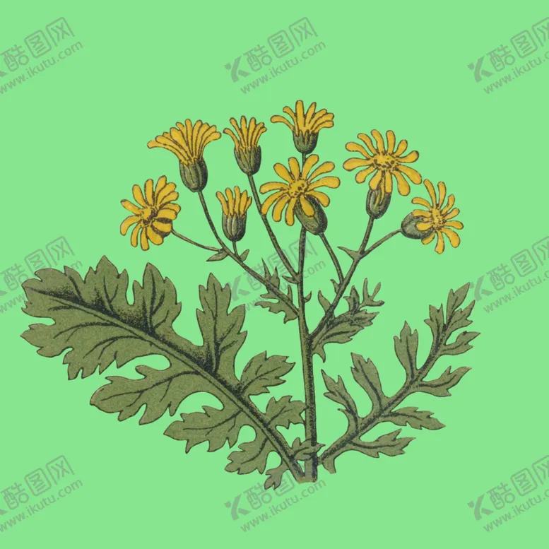 编号：12126501290643197647【酷图网】源文件下载-手绘小雏菊