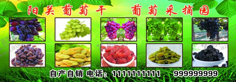 编号：52968809242001054053【酷图网】源文件下载-葡萄采摘园