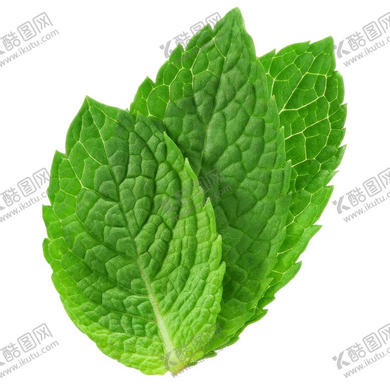 编号：60976912301733122605【酷图网】源文件下载-薄荷叶