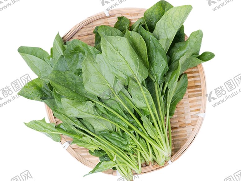 菠菜农作物叶子鹦鹉