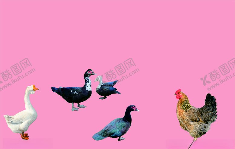 编号：29390609220431445902【酷图网】源文件下载-鸡实物图鸭子实物图水鸭