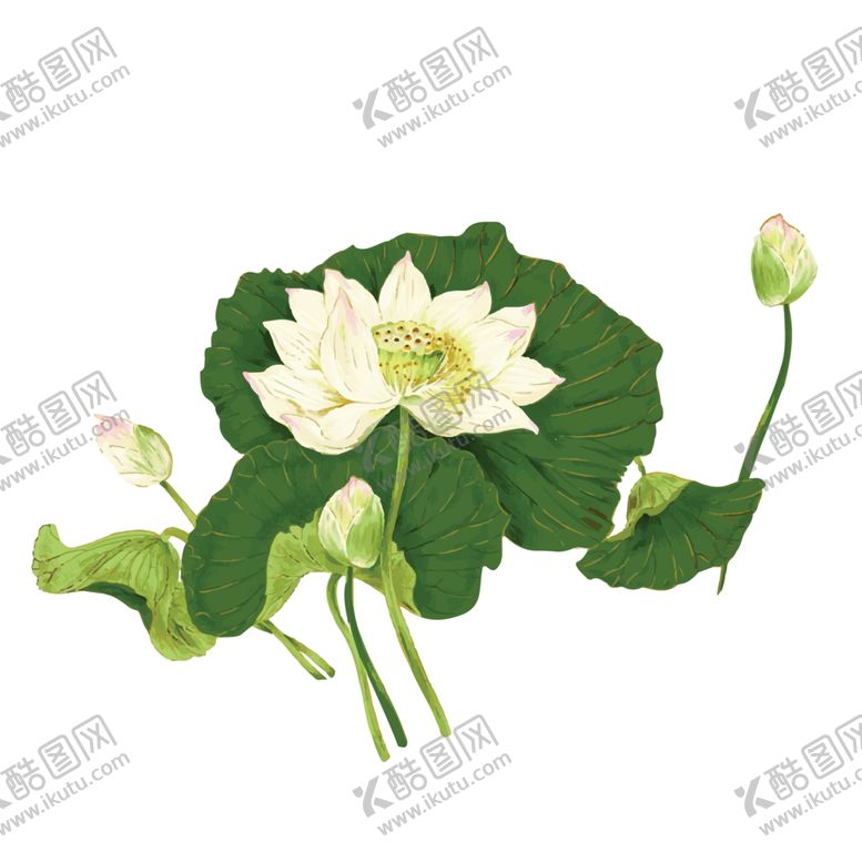 编号：29373605141744341160【酷图网】源文件下载-荷花元素