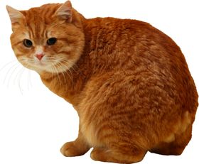 可爱动物猫咪