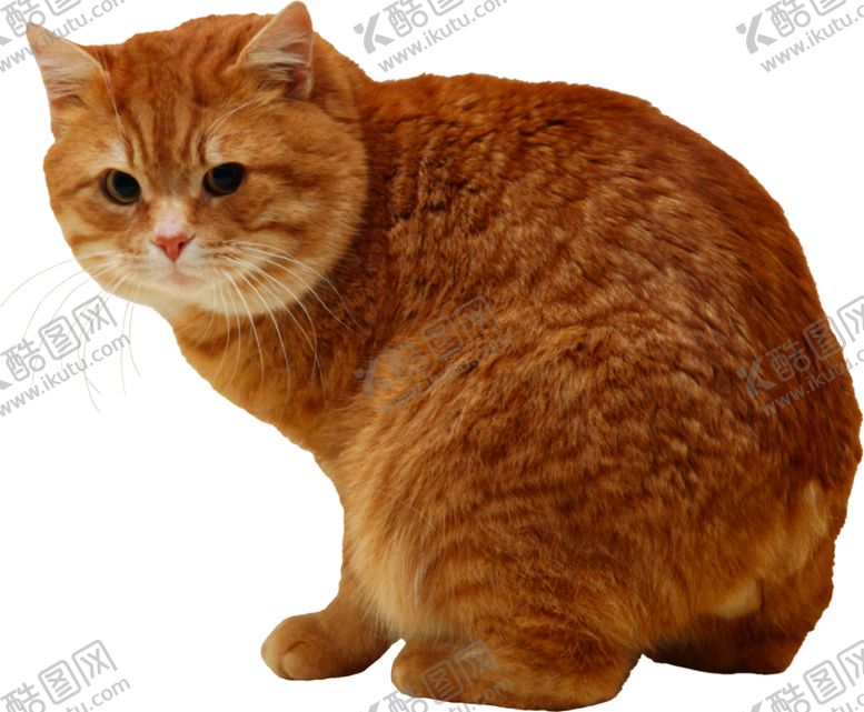 编号：41239005101508503325【酷图网】源文件下载-可爱动物猫咪