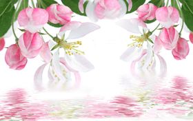 水影梅花含苞待放