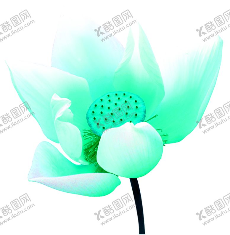 编号：86046409272200595979【酷图网】源文件下载-花素材