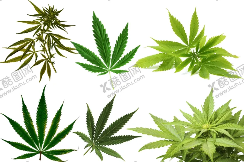 编号：20838004120638294799【酷图网】源文件下载-大麻png免扣高清素材
