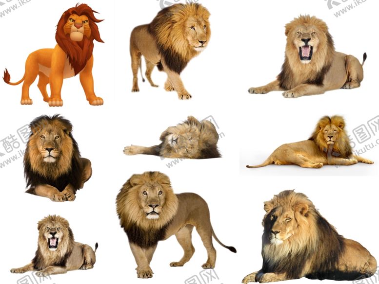 编号：90246609251950513350【酷图网】源文件下载-狮子png免扣高清素材