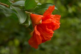 石榴花