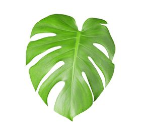 芭蕉叶热带