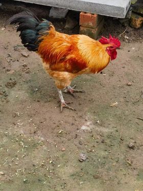 农村大公鸡