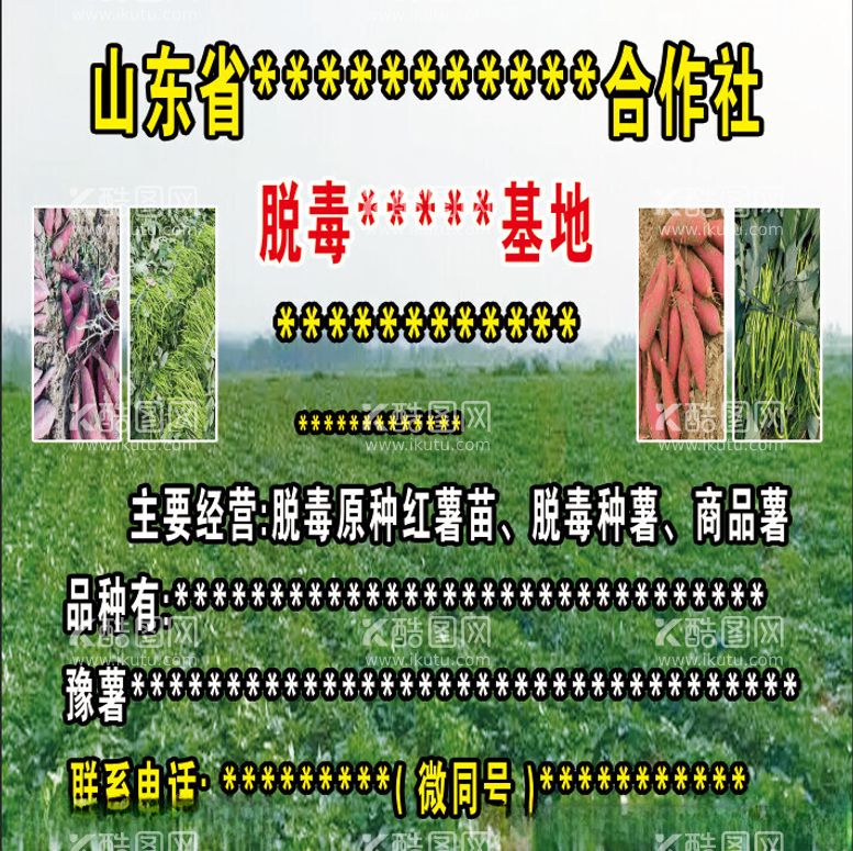 编号：46550311240215128465【酷图网】源文件下载-红薯苗