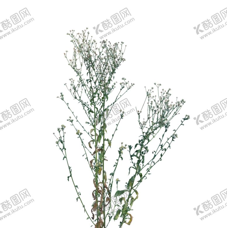 编号：80898702040552504146【酷图网】源文件下载-草