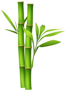 透明png竹子图片