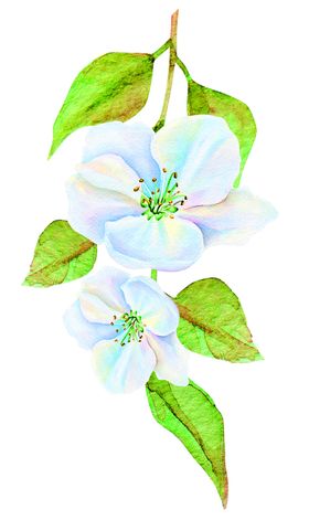 鲜花装饰