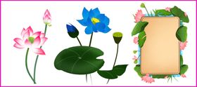 荷花荷叶