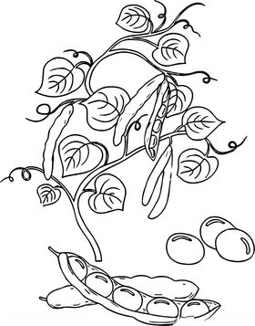 绿豆线条矢量图