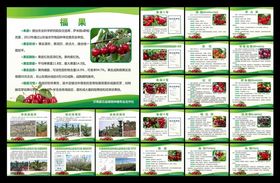 合作社制度牌樱桃简介