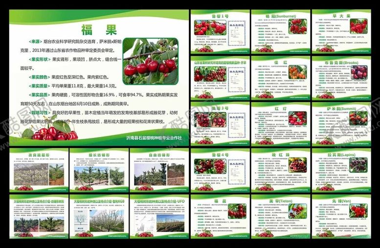 编号：63341009120759364610【酷图网】源文件下载-樱桃简介展板合作社制度牌