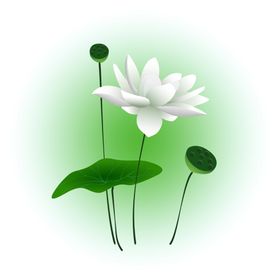 荷花元素
