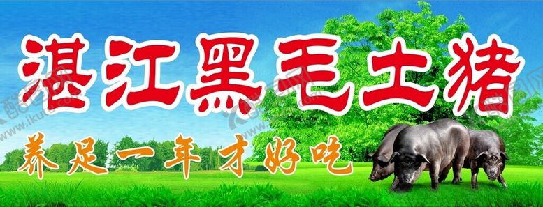 编号：62126802281725576159【酷图网】源文件下载-湛江黑毛土猪