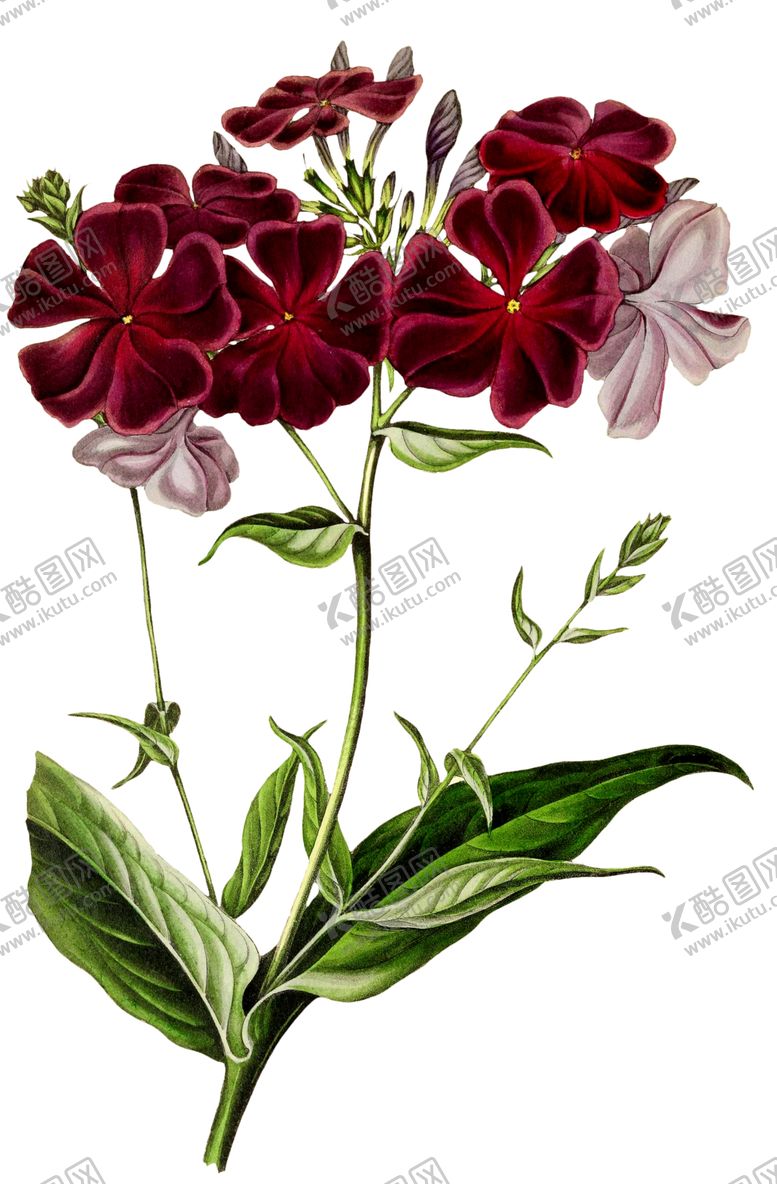 编号：87071509160311137029【酷图网】源文件下载-复古花朵植物图案