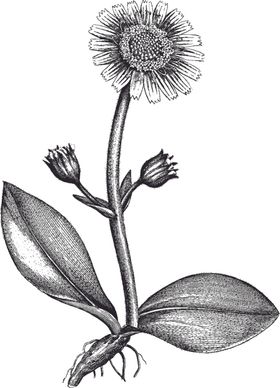 Ai矢量中草药素材