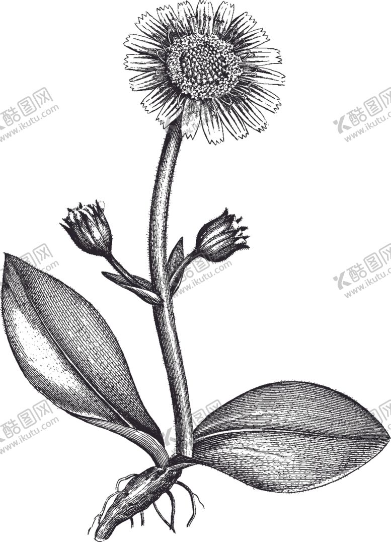 编号：73263207051129238552【酷图网】源文件下载-Ai矢量中草药素材
