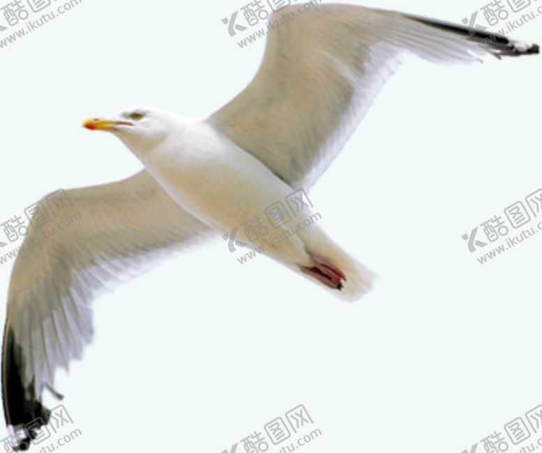 编号：68149009150859315214【酷图网】源文件下载-海鸥 