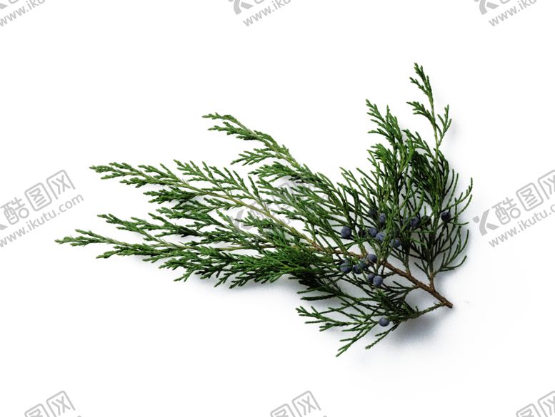 编号：67775910022015556908【酷图网】源文件下载-香柏